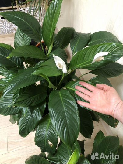 Спатифиллум - Женское счастье