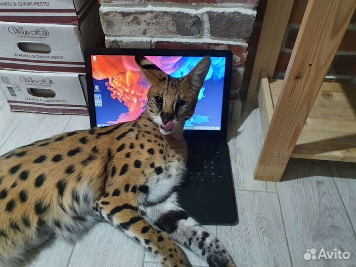 Современный Мощный Ноутбук с Гарантией, ssd