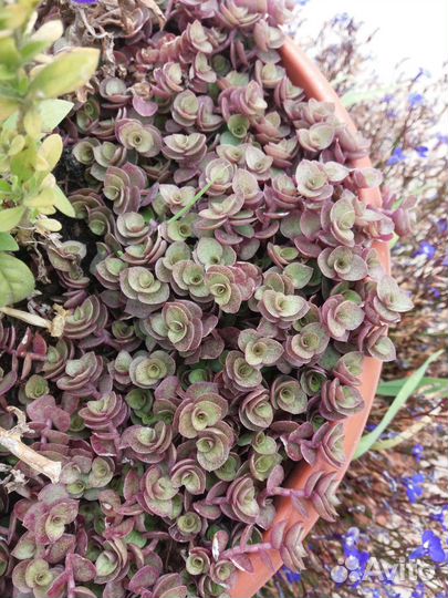 Каллизия пурпурная