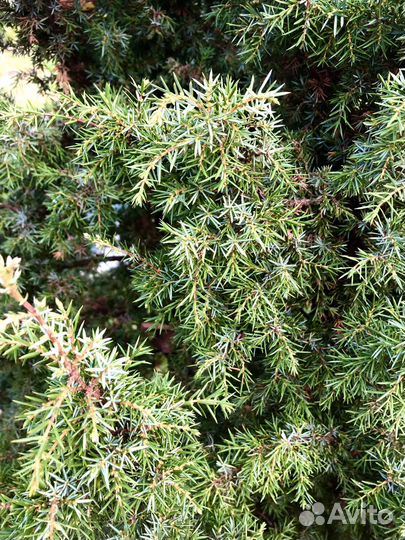 Можжевельник