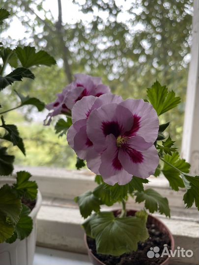 Пеларгония герань королевская