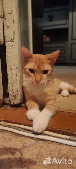 Рыжая кошечка