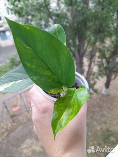 Строманта триколор, ктенанта,сциндапсус,эпипремнум