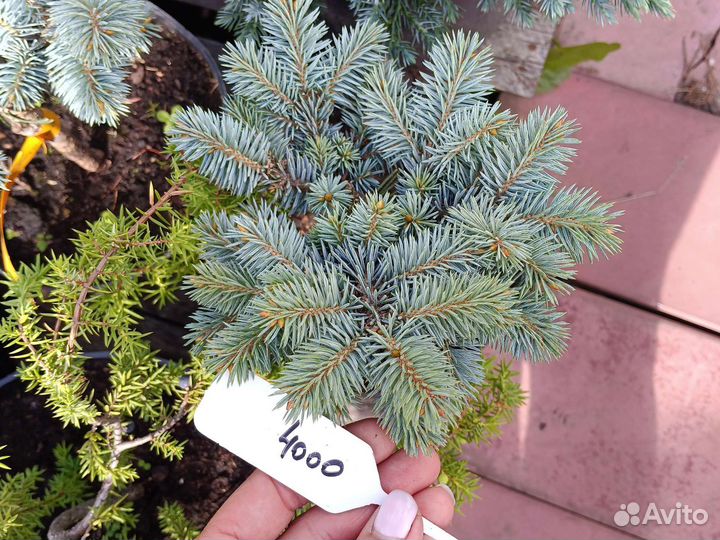 Ель Глаука глобоза