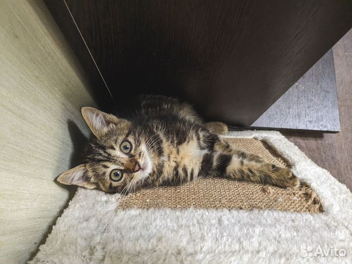 Что-то невероятно умилительно полосатое ищет дом)