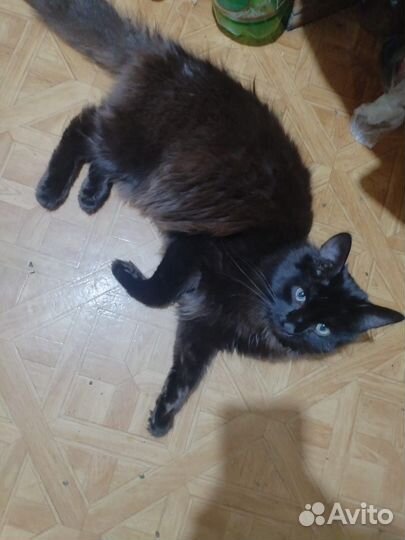 Отдам кота в добрые руки