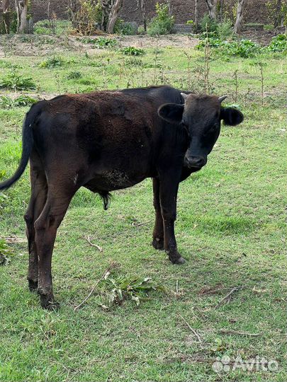 Бычки и быки