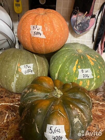 Тыква, кабачки