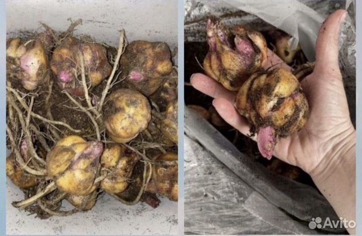 Лилии от гибрид Экзотик Сан