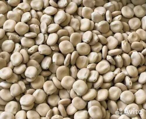 Семена люпина