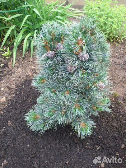 Pinus cembra Glauca С2 20см