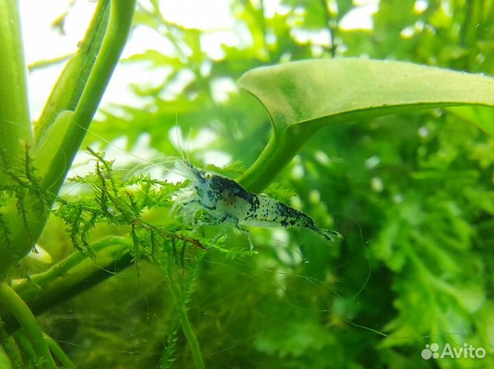 Аквариумые креветки, оранжевые рили и рили карбон