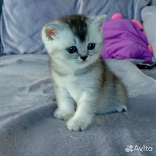 Шотландские котята серебристая шиншилла