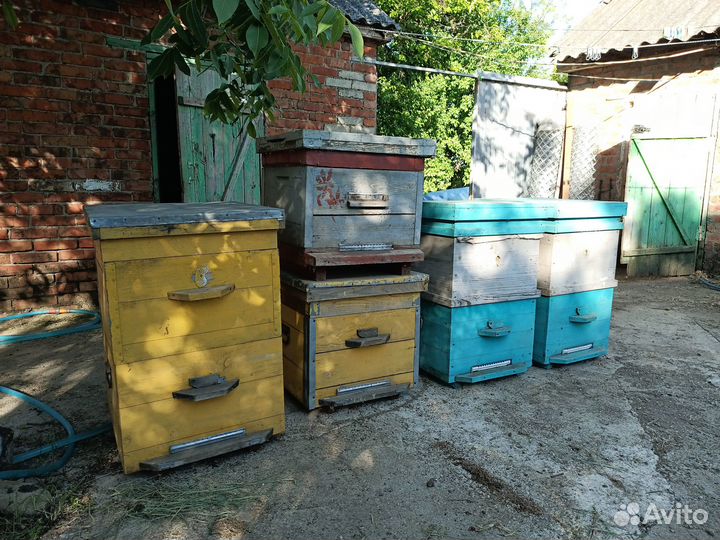 Улей дадан 12 рамок с корпусом