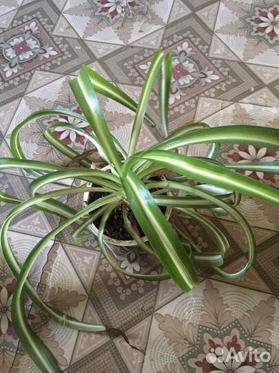 Спатифиллум