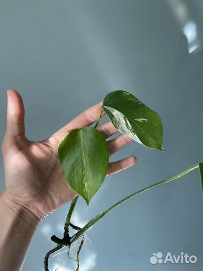 Монстера росток вариегатная