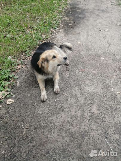 Собака в добрые руки отдам бесплатно