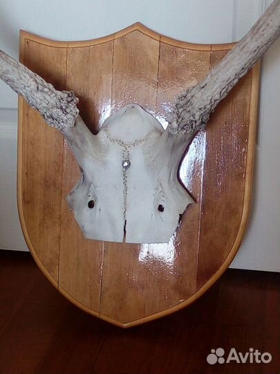 Рога на медальоне