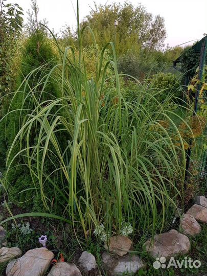 Спартина гребенчатая