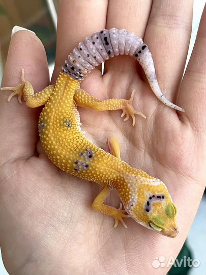 Эублефар от заводчика