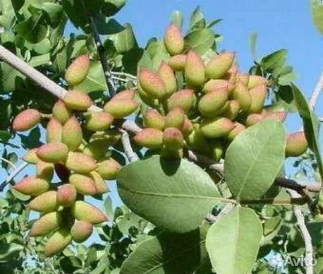 Фисташка морозостойкая