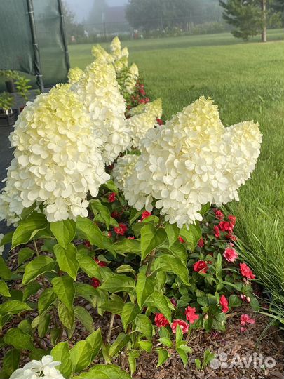 Гортензия метельчатая. Саженцы 1 и 2х летние