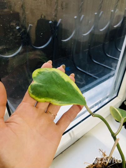 Хойя kerry вариегатная