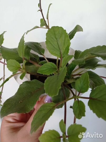 Домашние растения