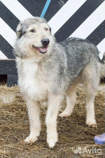 Послушный пес бесплатно в добрые руки