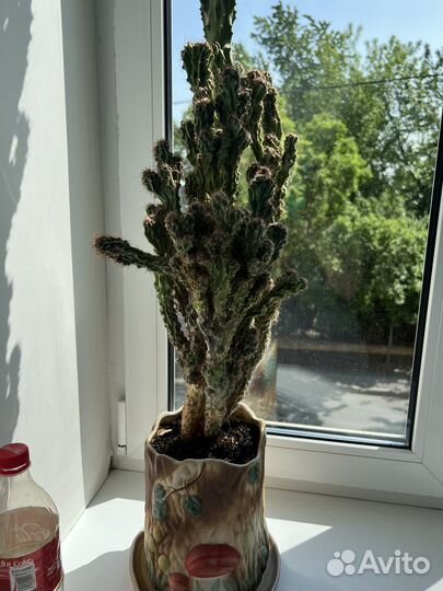 Кактус 20 лет