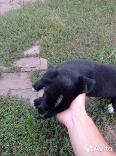 Щенок бесплатно