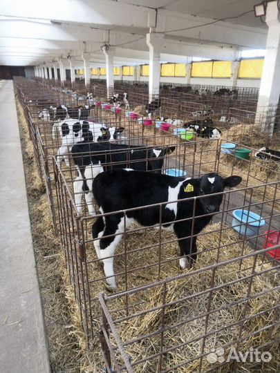 Бычки Телята Быстрорастущие