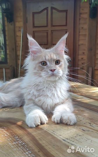 Мейн Куны котята