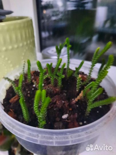 Суккуленты