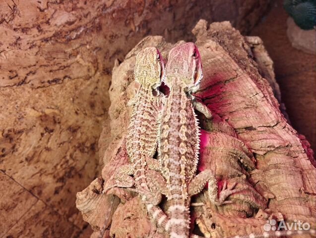 Бородатая агама купить в Санкт-Петербурге | Животные и зоотовары | Авито