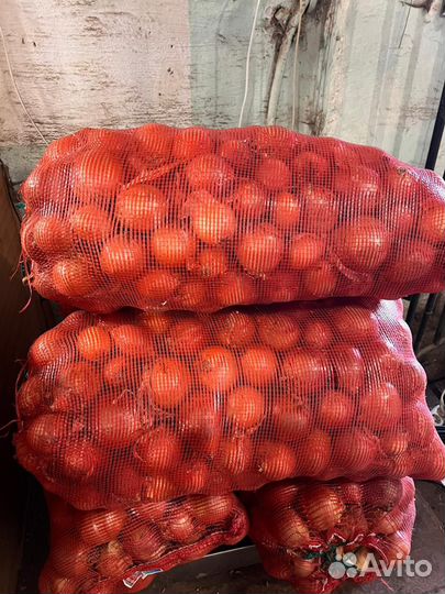 Лук на посадку