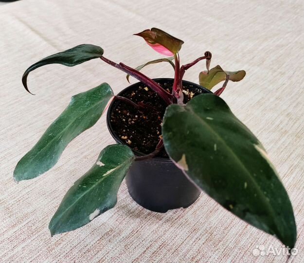 Комнатные растения