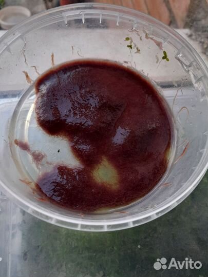 Корм для рыбок