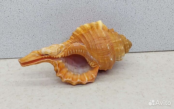 Циматиум Пурам 11,7 морская ракушка раковина