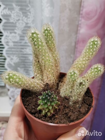 Кактусы и суккуленты