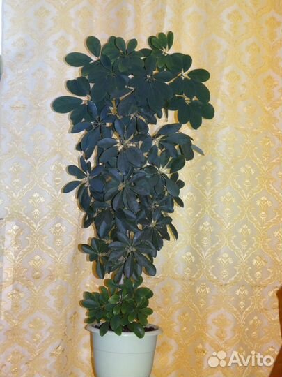 Шеффлера,Гибискус,Полисциас