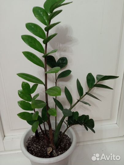 Замиокулькас