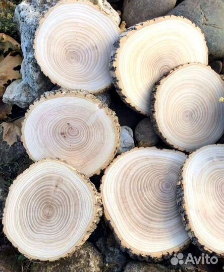 Торцевые спилы деревьев