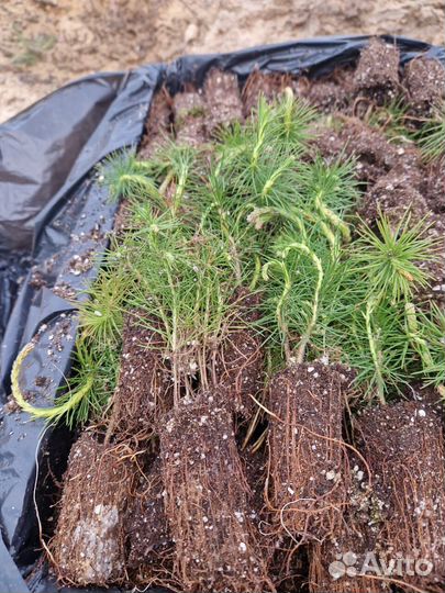 Саженцы сосны обыкновенной зкс от производителя