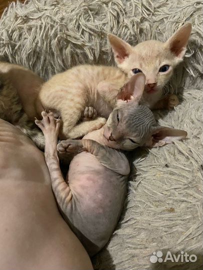 Котята сфинкс
