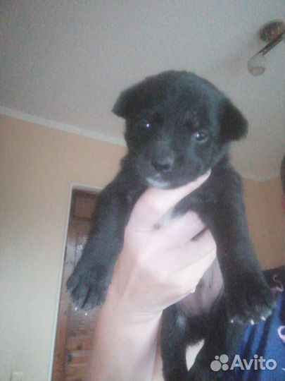 Отдам в добрые руки