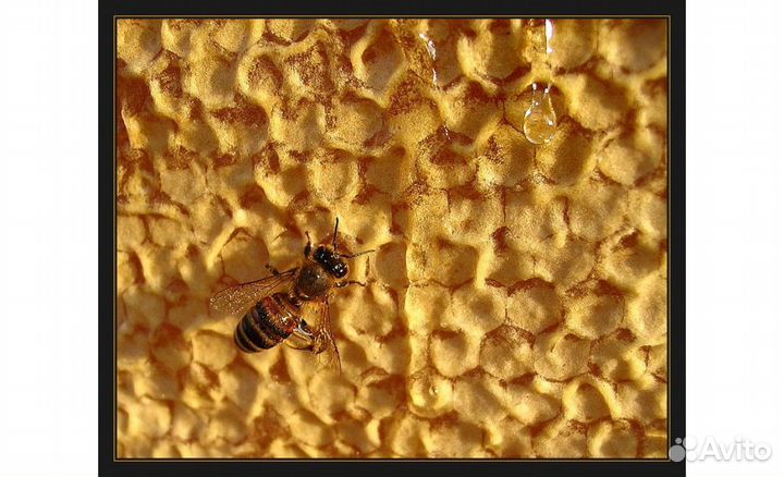 Мёд с собственной пасеки