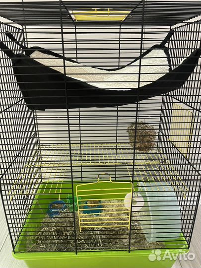 Сирийский хомяк в добрые руки