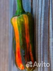 Рассада перца острогоPurple Cacho White Leafs