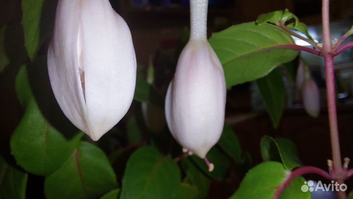 Комнатные цветы фуксия